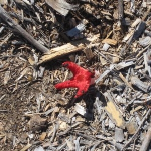 Clathrus archeri at Isaacs, ACT - suppressed