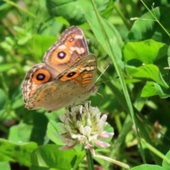 Junonia villida (Meadow Argus) at Fadden, ACT - 15 Nov 2020 by RodDeb