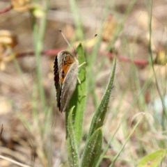 Junonia villida at Fadden, ACT - 15 Nov 2020 12:17 PM