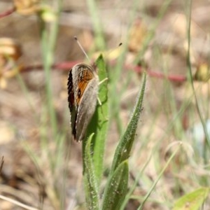 Junonia villida at Fadden, ACT - 15 Nov 2020 12:17 PM