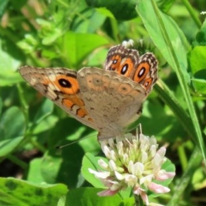 Junonia villida at Fadden, ACT - 15 Nov 2020 12:17 PM