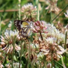 Belenois java (Caper White) at Fadden, ACT - 15 Nov 2020 by RodDeb