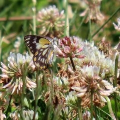 Belenois java (Caper White) at Fadden, ACT - 15 Nov 2020 by RodDeb