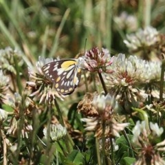 Belenois java at Fadden, ACT - 15 Nov 2020 12:53 PM