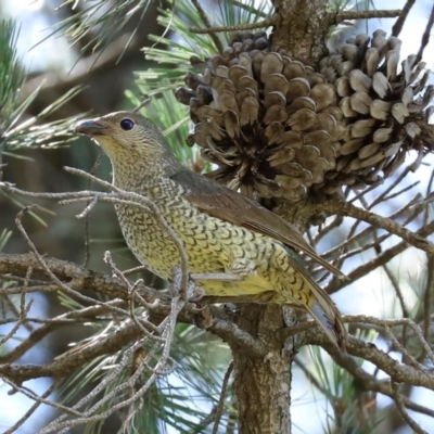 Ptilonorhynchus violaceus (Satin Bowerbird) at Fadden, ACT - 15 Nov 2020 by RodDeb