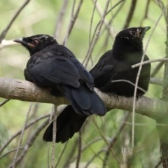 Corcorax melanorhamphos (White-winged Chough) at Fadden, ACT - 15 Nov 2020 by RodDeb