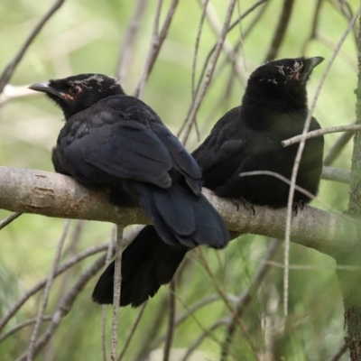 Corcorax melanorhamphos (White-winged Chough) at Fadden, ACT - 15 Nov 2020 by RodDeb