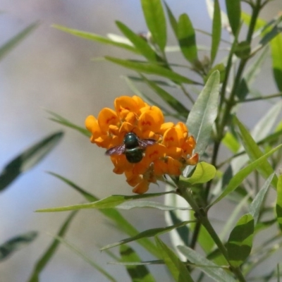 Xylocopa (Lestis) aerata (Golden-Green Carpenter Bee) at ANBG - 15 Nov 2020 by TimL