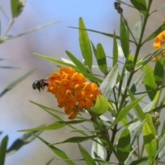 Xylocopa (Lestis) aerata at Acton, ACT - 15 Nov 2020