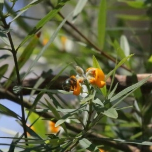 Xylocopa (Lestis) aerata at Acton, ACT - 15 Nov 2020