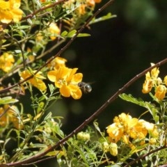 Xylocopa (Lestis) aerata (Golden-Green Carpenter Bee) at ANBG - 14 Nov 2020 by TimL