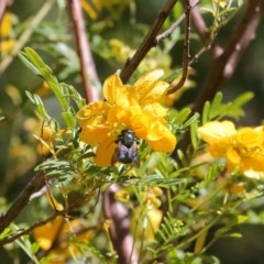 Xylocopa (Lestis) aerata at Acton, ACT - 15 Nov 2020