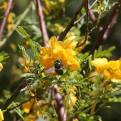 Xylocopa (Lestis) aerata at Acton, ACT - 15 Nov 2020