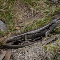 Liopholis guthega (Snowy Mountains Skink) at Kosciuszko National Park - 14 Nov 2020 by BrianHerps