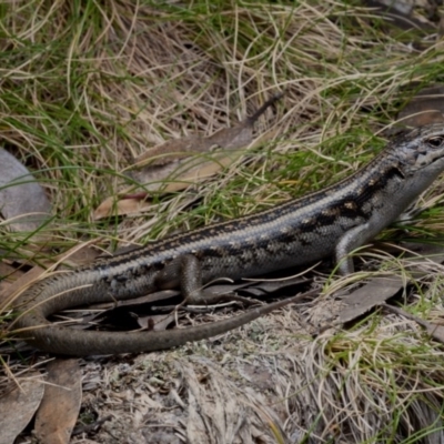 Liopholis guthega (Snowy Mountains Skink) at Geehi, NSW - 14 Nov 2020 by BrianHerps