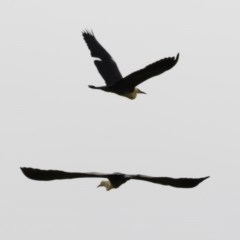 Ardea pacifica (White-necked Heron) at Illilanga & Baroona - 12 Nov 2020 by Illilanga