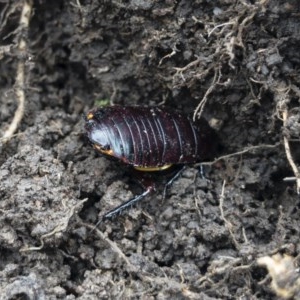 Platyzosteria similis at Michelago, NSW - 1 Nov 2020