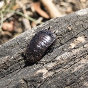 Platyzosteria melanaria at Michelago, NSW - 18 Nov 2019 02:02 PM