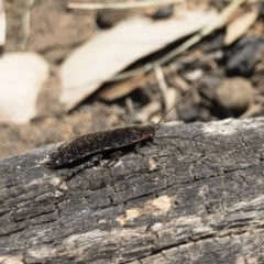 Platyzosteria melanaria at Michelago, NSW - 18 Nov 2019 02:02 PM