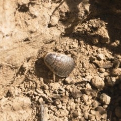 Calolampra sp. (genus) (Bark cockroach) at Illilanga & Baroona - 24 Nov 2019 by Illilanga