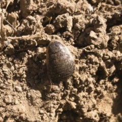 Calolampra sp. (genus) at Michelago, NSW - 24 Nov 2019 03:55 PM