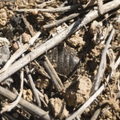 Calolampra sp. (genus) at Michelago, NSW - 24 Nov 2019 03:55 PM