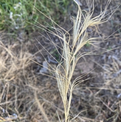 Anthosachne scabra (Common Wheat-grass) at Red Hill to Yarralumla Creek - 15 Nov 2020 by KL