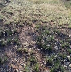 Rytidosperma carphoides (Short Wallaby Grass) at Hughes, ACT - 15 Nov 2020 by KL