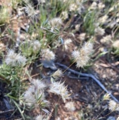 Rytidosperma carphoides at Hughes, ACT - 15 Nov 2020