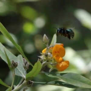 Xylocopa (Lestis) aerata at Acton, ACT - 15 Nov 2020