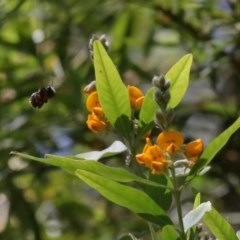 Xylocopa (Lestis) aerata at Acton, ACT - 15 Nov 2020