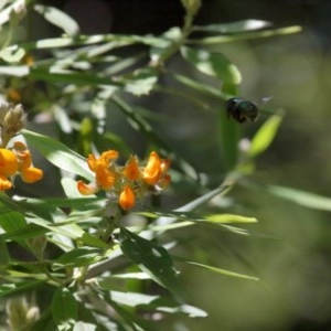 Xylocopa (Lestis) aerata at Acton, ACT - 15 Nov 2020