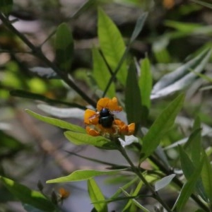 Xylocopa (Lestis) aerata at Acton, ACT - 15 Nov 2020