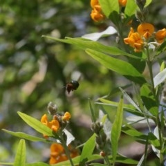 Xylocopa (Lestis) aerata at Acton, ACT - 15 Nov 2020