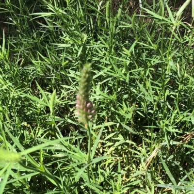Trifolium angustifolium (Narrowleaf Clover) at Hughes Garran Woodland - 13 Nov 2020 by ruthkerruish