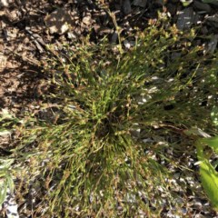 Juncus bufonius (Toad Rush) at Red Hill to Yarralumla Creek - 14 Nov 2020 by ruthkerruish