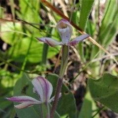 Caladenia alpina (Mountain Caps) at Cotter River, ACT - 15 Nov 2020 by JohnBundock