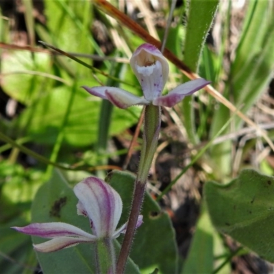 Caladenia alpina (Mountain Caps) at Cotter River, ACT - 14 Nov 2020 by JohnBundock