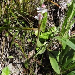 Caladenia alpina at Cotter River, ACT - 15 Nov 2020