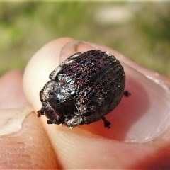 Trachymela sp. (genus) (Brown button beetle) at Cotter River, ACT - 15 Nov 2020 by JohnBundock