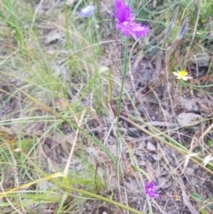 Thysanotus tuberosus (Common Fringe-lily) at Albury, NSW - 14 Nov 2020 by erika