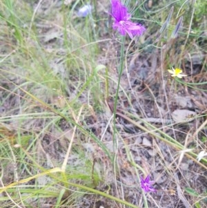 Thysanotus tuberosus at Albury, NSW - 14 Nov 2020 11:02 PM