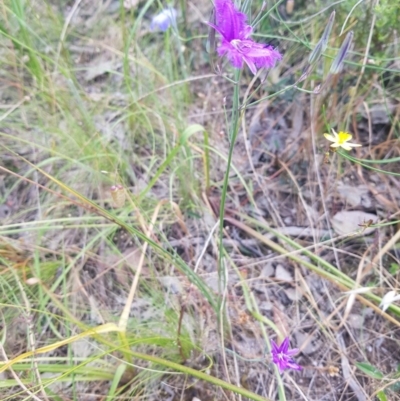 Thysanotus tuberosus (Common Fringe-lily) at Albury, NSW - 14 Nov 2020 by erika