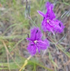 Thysanotus tuberosus at Albury, NSW - 14 Nov 2020 11:02 PM