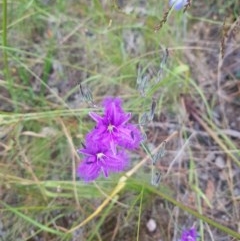 Thysanotus tuberosus at Albury, NSW - 14 Nov 2020