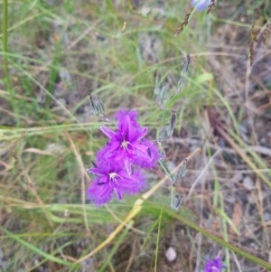 Thysanotus tuberosus at Albury, NSW - 14 Nov 2020