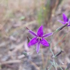 Thysanotus tuberosus (Common Fringe-lily) at Albury - 14 Nov 2020 by erika