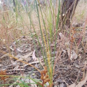 Thysanotus tuberosus at Albury, NSW - 14 Nov 2020 12:06 PM