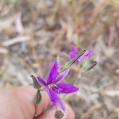 Thysanotus tuberosus at Albury, NSW - 14 Nov 2020