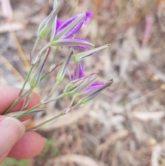 Thysanotus tuberosus at Albury, NSW - 14 Nov 2020 12:06 PM